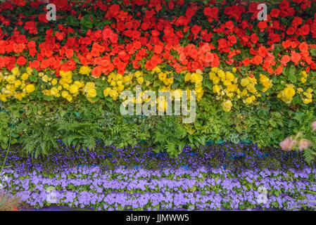 Regenbogenfahne aus Blumen gemacht. Begonien, Lobelien, Farne und ageratum Stockfoto