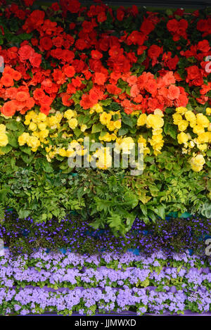 Regenbogenfahne aus Blumen gemacht. Begonien, Lobelien, Farne und ageratum Stockfoto