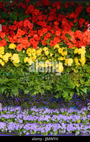 Regenbogenfahne aus Blumen gemacht. Begonien, Lobelien, Farne und ageratum Stockfoto