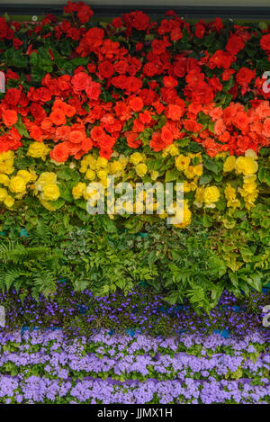 Regenbogenfahne aus Blumen gemacht. Begonien, Lobelien, Farne und ageratum Stockfoto