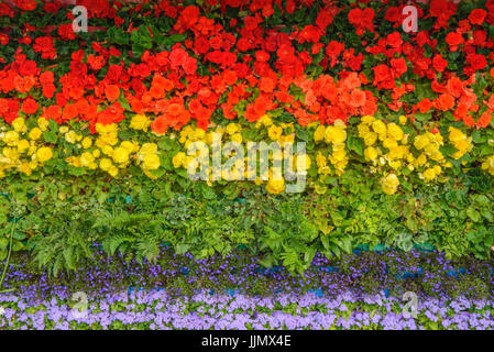 Regenbogenfahne aus Blumen gemacht. Begonien, Lobelien, Farne und ageratum Stockfoto