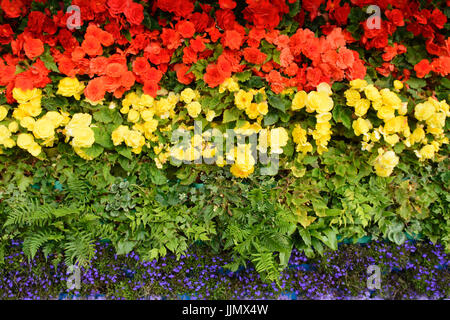 Regenbogenfahne aus Blumen gemacht. Begonien, Lobelien, Farne und ageratum Stockfoto