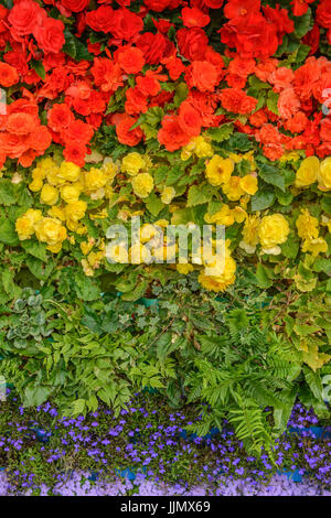 Regenbogenfahne aus Blumen gemacht. Begonien, Lobelien, Farne und ageratum Stockfoto