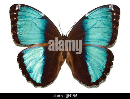 Schmetterling mit blauen Flügeln Stockfoto