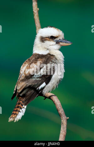 Laughing Kookaburra, Laughing Jackass, (Dacelo Gigas), Erwachsene, auf Ast, Australien Stockfoto