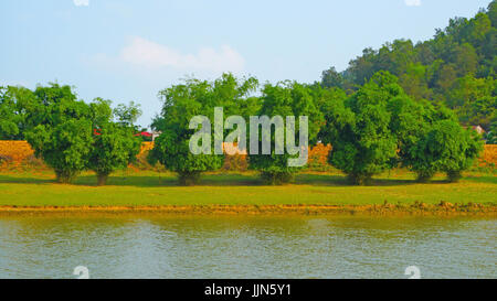 Bambusbäume am Ufer des Flusses in der Nachmittagssonne Stockfoto