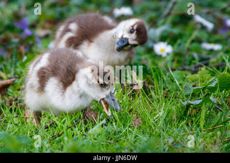 Zwei süße Baby-Enten Stockfoto