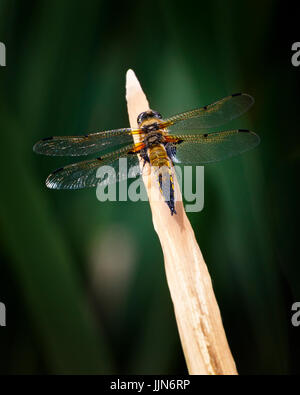 Dragon Fly ruhen Stockfoto
