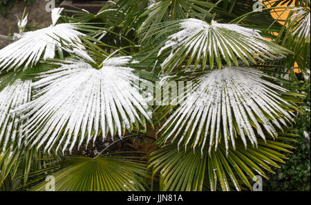 Reihe von Palm Blätter mit über den Schnee im winter Stockfoto
