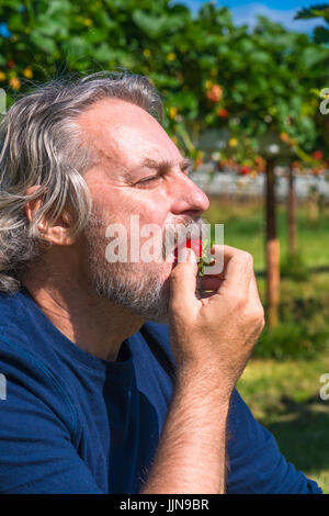 Ein männlicher Essen frisch gepflückte Erdbeeren im Garten Stockfoto