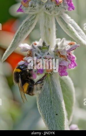 Hummel, Bombus Terrestris, Fütterung aus den Blüten des Lammes Ohr, Niederwendischen Byzantina, eine sehr attraktive Pflanze für Insekten, Juli Stockfoto