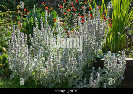 Lamm-Ohr oder Wooly Hedgenettle, Niederwendischen Byzantina, eine höchst Insekten anzuziehen Garten Zierpflanze in Blüte, Berkshire, Juli Stockfoto