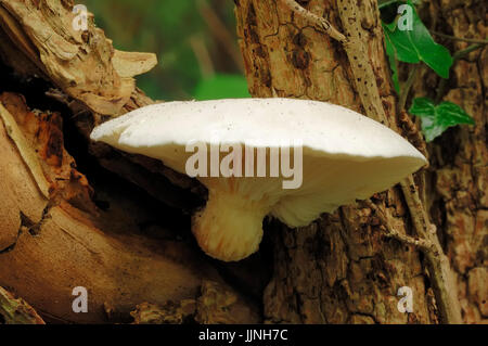 Verzweigte Austernpilz, North Rhine-Westphalia, Deutschland / (Pleurotus Cornucopiae) / Verzweigung Oyster Stockfoto