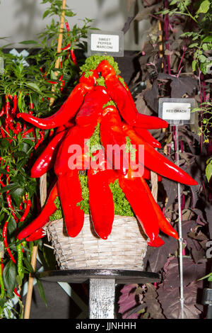 Tomaten und Zwiebel Sorten an Tatton Park Flower Show angezeigt Stockfoto