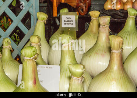 Tomaten und Zwiebel Sorten an Tatton Park Flower Show angezeigt Stockfoto