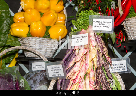 Tomaten und Zwiebel Sorten an Tatton Park Flower Show angezeigt Stockfoto