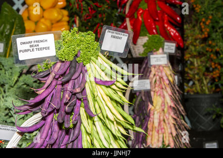 Tomaten und Zwiebel Sorten an Tatton Park Flower Show angezeigt Stockfoto