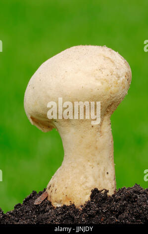 Stößel-förmigen Puffball, North Rhine-Westphalia, Deutschland / (Calvatia Excipuliformis) Beutelstaeubling, Nordrhein-Westfalen, Deutschland Stockfoto