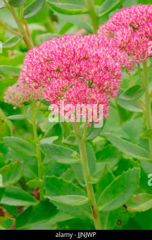 Auffällige Mauerpfeffer / (Sedum Spectabile) | Pracht-Fetthenne / (Sedum Spectabile) / Prachtfetthenne, Schoene Fetthenne, Schöne Fetthenne Stockfoto