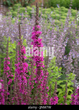 Lythrum Virgatum 'Dropmore Purple' und hinter Salvia Turkestanica im Garten Grenze Stockfoto