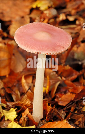 Rosig Motorhaube Pilz, North Rhine-Westphalia, Deutschland / (Mycena Rosea, Mycena Pura, Mycena Rosea) Stockfoto