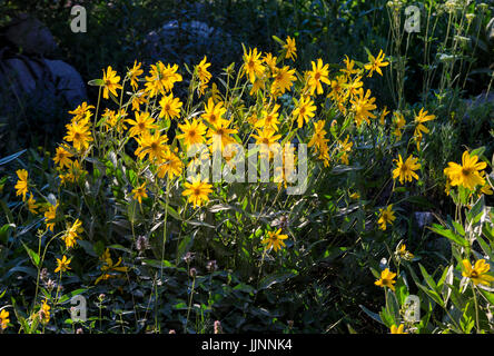 Das ist perfektes Beispiel für eine WILDFLOWER als 'Little Sunflower' (Helianthella Uniflora). in Albion Becken, Alta, Utah, USA bekannt. Stockfoto