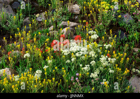 Dies ist eine Ansicht von sortierten Wildblumen suchen, wie sie in einem sauber und ordentlich Garten gepflanzt wurden, wie im Bereich Albion Basin in Alta, Utah, USA Stockfoto