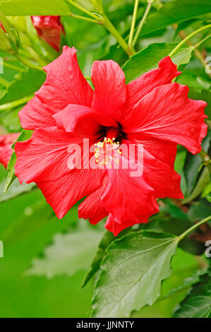Chinesischen Hibiskus / (Hibiscus Rosa-Sinensis) / China-Rose, Schuh Blume | Hibiskus / (Hibiscus Rosa-Sinensis) Stockfoto