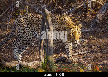 Leopard im Krüger-Nationalpark, Südafrika; Spezies Panthera Pardus Familie Felidae Stockfoto