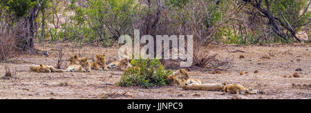 Afrikanischen Löwen im Krüger-Nationalpark, Südafrika; Spezies Panthera Leo Familie Felidae Stockfoto