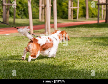 Aufgeregt Hund an der Leine laufen Stockfoto