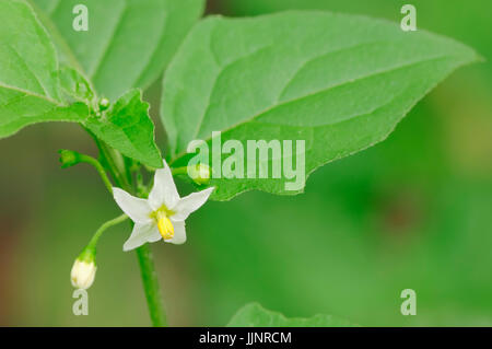 Schwarzer Nachtschatten, North Rhine-Westphalia, Deutschland / (Solanum Nigrum) | Schwarzer Nachtschatten, Nordrhein-Westfalen, Deutschland Stockfoto