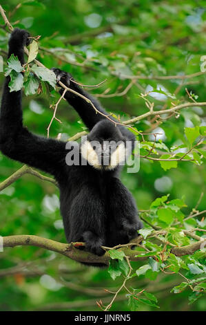 Young Gibbon Northern White Wangen / (Nomascus Leucogenys, Hylobates Concolor Leucogenys) | Noerdlicher Weisswangen-Schopfgibbon, Jungtier Stockfoto