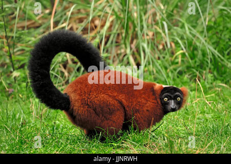 Red Ruffed Lemur / (Varecia Variegata Rubra, Varecia Variegata Ruber) | Roter Vari / (Varecia Variegata Rubra, Varecia Variegata Ruber) Stockfoto