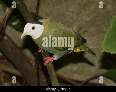 Männliche südostasiatischen schwarz-Himalaja-Obst Taube (Ptilinopus Melanospilus). Stockfoto