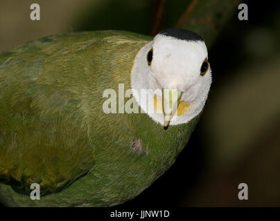 Männliche südostasiatischen schwarz-Himalaja-Obst Taube (Ptilinopus Melanospilus). Stockfoto