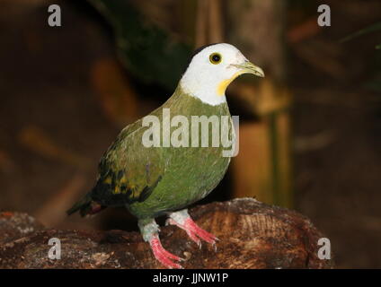 Männliche südostasiatischen schwarz-Himalaja-Obst Taube (Ptilinopus Melanospilus). Stockfoto