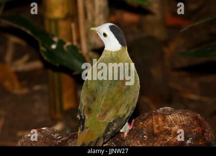 Männliche südostasiatischen schwarz-Himalaja-Obst Taube (Ptilinopus Melanospilus). Stockfoto