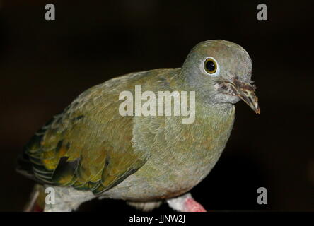 Weibliche südostasiatischen schwarz-Himalaja-Obst Taube (Ptilinopus Melanospilus) in Nahaufnahme. Stockfoto