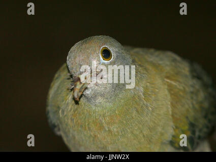 Weibliche südostasiatischen schwarz-Himalaja-Obst Taube (Ptilinopus Melanospilus) in Nahaufnahme. Stockfoto