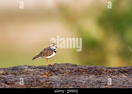 Drei-banded Regenpfeifer im Krüger-Nationalpark, Südafrika; Specie Charadrius Tricollaris Familie von CHARADRIIFORMES Stockfoto