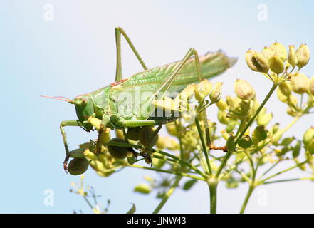 Männlichen europäischen Great Green Bush Cricket (Tettigonia Viridissima) in Nahaufnahme. Stockfoto