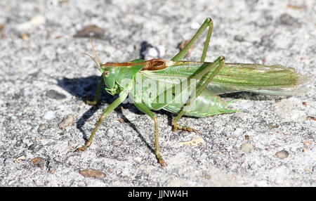 Europäischen Great Green Bush Cricket (Tettigonia Viridissima) in Nahaufnahme. Stockfoto