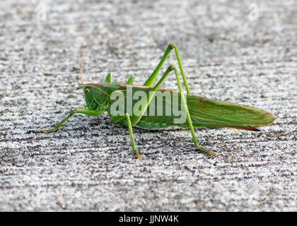 Weiblichen europäischen Great Green Bush Cricket (Tettigonia Viridissima) in Nahaufnahme. Stockfoto