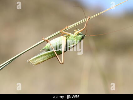 Männlichen europäischen Great Green Bush Cricket (Tettigonia Viridissima) in Nahaufnahme. Stockfoto