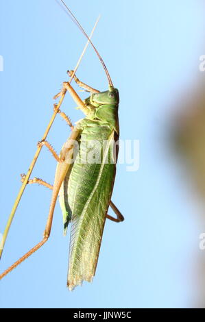 Männlichen europäischen Great Green Bush Cricket (Tettigonia Viridissima) in Nahaufnahme. Stockfoto