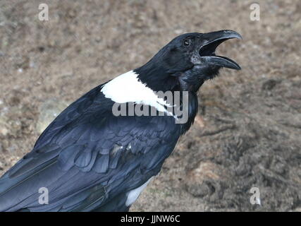 Afrikanische Pied Crow (Corvus Albus), eine kleine Krähe mittlere Rabe in Subsahara-Afrika heimisch. Stockfoto