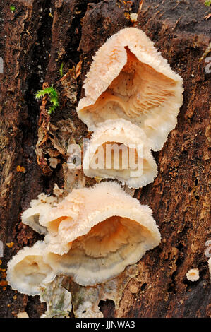 White-Fäule, Niederlande / (Merulius Tremellosus, Phlebia Tremellosa) / Gelee Rot | Gallertfleischiger Faeltling, Niederlande Stockfoto