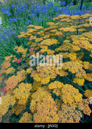 Achillea 'Terra Cotta' in Blüte Agapanthus Colbolt blau Stockfoto