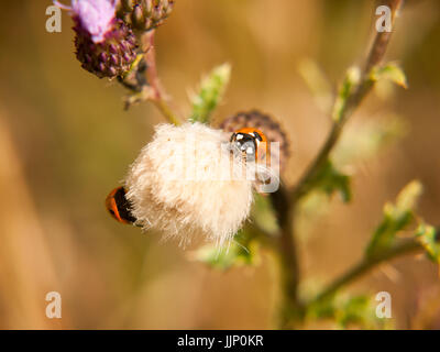 ein 7-Punkt Marienkäfer auf einem kleinen weißen Distel Blume; Essex; UK Stockfoto